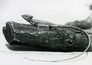 En ung Basilisk Lizard hviler på en tømmerstokk i London Zoo i august 1928 (s/hv-bilde) av Frederick William Bond