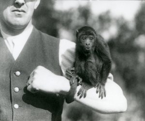En ung Black Howler Monkey sitter på en manns arm med sin gripende hale viklet rundt håndleddet, London Zoo, 1923 (bw-bilde) av Frederick William Bond