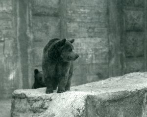En ung brunbjørn i London Zoo, juni 1914 av Frederick William Bond