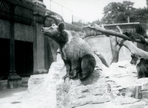 En ung brunbjørn sitter på en stein i forgrunnen med en annen gående bak, og tredje sover på en gren, London Zoo, august 1913 av Frederick William Bond