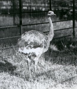 En ung Darwins/Lesser Rhea står på gress, ved siden av gjerdet til innhegningen, London Zoo av Frederick William Bond