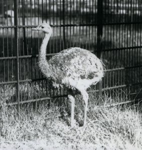 En ung Darwins/Lesser Rhea står på gress, ved siden av gjerdet til innhegningen, London Zoo av Frederick William Bond