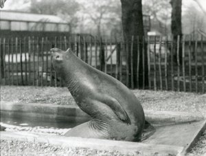 En ung selelefant som strekker seg bakover, London Zoo av Frederick William Bond