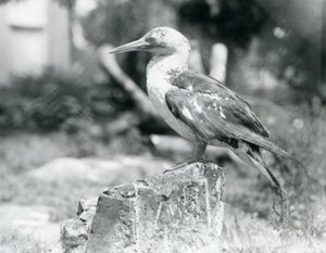 En ung sule står på en trestubbe i London Zoo i 1929 (s/hv-bilde) av Frederick William Bond