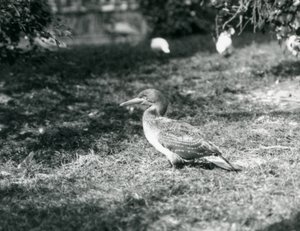 En ung sule står på gress i London Zoo i september 1927 av Frederick William Bond