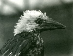 En ung hornfugl i London Zoo, 1924 av Frederick William Bond