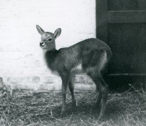 En ung Lechwe står på høy, London Zoo, januar 1926 av Frederick William Bond