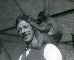 En ung ape som pleier håret Flewins hår, London Zoo 1928 (s/hvitt-bilde) av Frederick William Bond