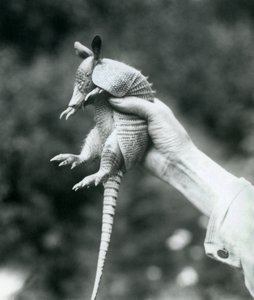 En ung ni-båndet beltedyrNi-båndet langneset armadillo holdt opp i en keeperhånd, London Zoo, august 1926 av Frederick William Bond