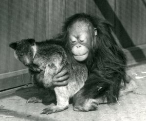 En ung orangutang klemmer en trekenguru i London Zoo i 1927