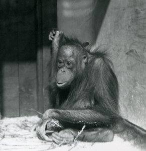 En ung orangutang som sitter i innhegningen i London Zoo, oktober 1925 av Frederick William Bond