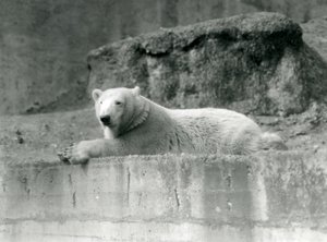 En ung isbjørn hviler på en steinete avsats i innhegningen i London Zoo i 1927 av Frederick William Bond