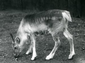 Et ungt reinsdyr i London Zoo, 1925 av Frederick William Bond