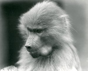 En ung hellig bavian med kinnposen full, London Zoo, 1925 av Frederick William Bond