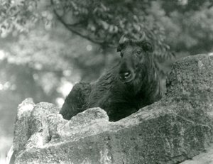 En ung Takin, også kjent som en storfegems eller Gnu-geit, hviler på en stein, London Zoo, juni 1924 av Frederick William Bond
