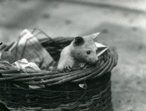 En ung albino Opossum titter ut av en kurv i London Zoo, oktober 1920 av Frederick William Bond