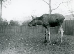 En ung okse Elg/Elg, med sår fra nylig utgytt gevir, som står i paddocken hans i London Zoo (s/hv-bilde) av Frederick William Bond