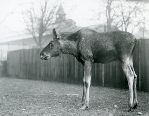 En ung okse Elg/Elg, med sår fra nylig utgytt gevir, som står i paddocken hans i London Zoo (s/hv-bilde) av Frederick William Bond