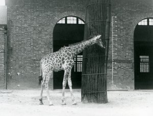 En ung kvinnelig giraff står foran et tre, i paddocken utenfor Giraffe House, London Zoo av Frederick William Bond