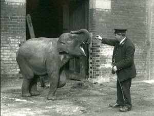 En ung kvinnelig indisk elefant med Keeper H. Robertson, London Zoo, 22. februar 1922 av Frederick William Bond