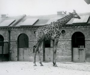 En ung mannlig sjiraff som står i paddocken sin foran Giraffe House, London Zoo av Frederick William Bond