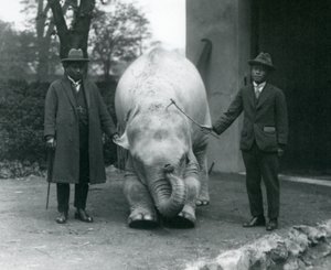 AlbinoWhite Elephant Pawah med Dr. Saw Po Min og Son, London Zoo, mai 1926 av Frederick William Bond
