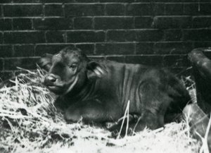 En AfricanCape Buffalo-kalv, født i menasjeriet 8. februar 1927, liggende i halm, London Zoo, februar 1927 av Frederick William Bond
