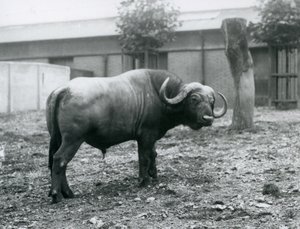 En afrikansk bøffel, eller Cape Buffalo, stående i paddocken hans i London Zoo, 1927 av Frederick William Bond