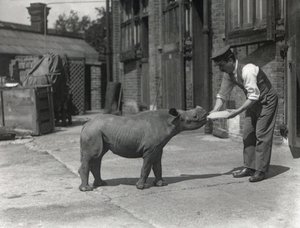 Et afrikansk neshorn, Kathlene og keeper Harry Warryck ved ZSL London Zoo, september 1928 av Frederick William Bond