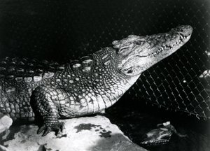 En amerikansk alligator i London Zoo i september 1924 av Frederick William Bond