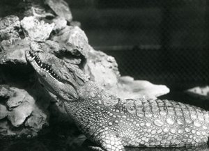 En amerikansk alligator hviler i et basseng og ser opp ved steinene ved siden av bassenget, London Zoo av Frederick William Bond