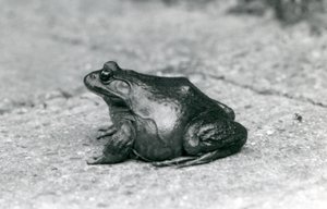 En amerikansk bullfrog, London Zoo, 1925 av Frederick William Bond