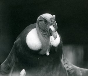 En Andeskondor i London Zoo i 1926 av Frederick William Bond