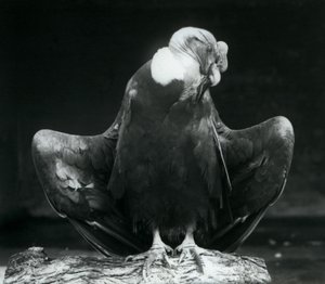 En Andeskondor hviler på en tømmerstokk, London Zoo, 1925 av Frederick William Bond