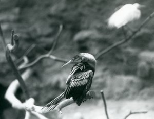 En Anhinga American DarterSnakebirdWater Turkey sitter på en gren i London Zoo i september 1927 av Frederick William Bond