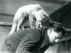 En arabisk rødrev ser over skulderen til keeper F. Shelley mens han står på ryggen mens han bøyer seg, London Zoo, 1925 av Frederick William Bond