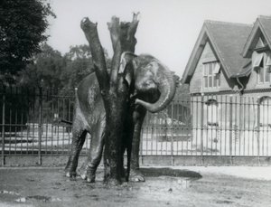 En asiatisk elefant som klør bak øret på skrapestolpen, i innhegningen, London Zoo av Frederick William Bond
