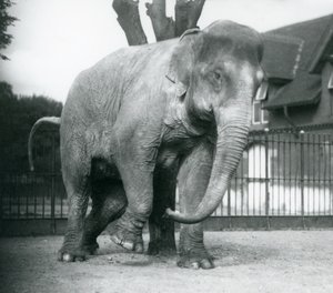 En asiatisk elefant som klør seg mot et dødt tre, London Zoo av Frederick William Bond