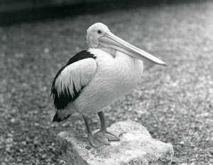 En australsk pelikan som står på en stein i London Zoo i 1929 (s/hv-bilde) av Frederick William Bond