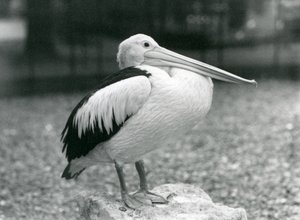 En australsk pelikan som står på en stein i London Zoo i 1929 (s/hv-bilde) av Frederick William Bond