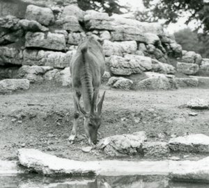En Eland som beitet i Antilope Paddock i London Zoo i 1929 (s/hvitt-bilde) av Frederick William Bond