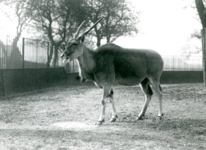 En Eland i paddocken i London Zoo i juni 1925 av Frederick William Bond