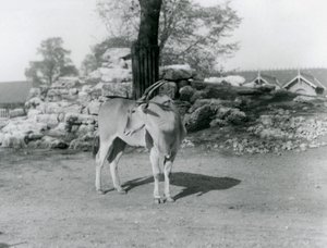 En Eland som står i paddocken sin i London Zoo i 1929 (s/hvitt-bilde) av Frederick William Bond