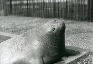 En selelefant hviler i bassenget i London Zoo i 1930 (s/hvitt-bilde) av Frederick William Bond