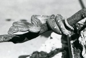 En Emerald Tree Boa med kroppen sin kveilet langs en gren, London Zoo, oktober 1928 (s/hv-bilde) av Frederick William Bond