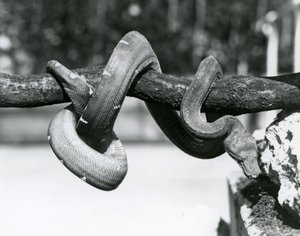 En Emerald Tree Boa med kroppen sin kveilet langs en horisontal gren, ser ned mot bakken, London Zoo, oktober 1928 (s/hv-bilde) av Frederick William Bond