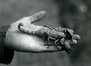 En keiserskorpion holdt i håndflaten på en keepers hånd, London Zoo, oktober 1925 av Frederick William Bond
