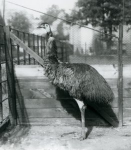 En Emu i London Zoo i september 1927 av Frederick William Bond
