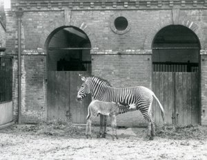 En truet Grevys Imperial Zebra som står og mater føllet hennes, i paddocken deres i London Zoo i 1927 av Frederick William Bond