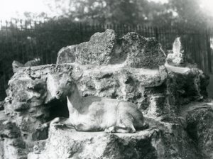En steinbukk fra Himalaya hviler på en fjellhylle ved London Zoo, august 1927 av Frederick William Bond